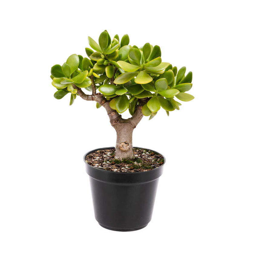 کراسولا خرفه ای کوچک گلدان 8